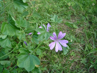 Mauve sylvestre