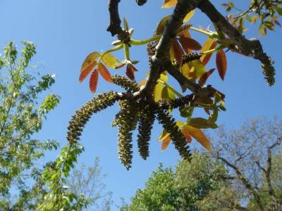 Fleurs de Noyer